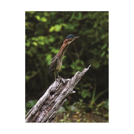 Trademark Fine Art Kurt Shaffer Photographs 'The Green Heron' Canvas Art, 18x24 KS01559-C1824GG